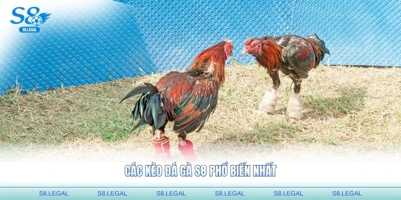 Các kèo đá gà S8 phổ biến nhất